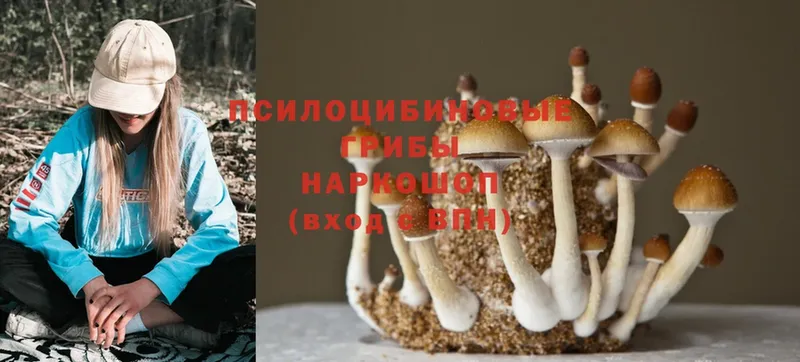 Псилоцибиновые грибы MAGIC MUSHROOMS  Отрадное 